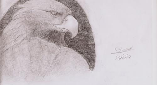 aquila